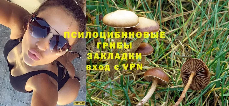 как найти закладки  Сасово  Псилоцибиновые грибы Psilocybe 